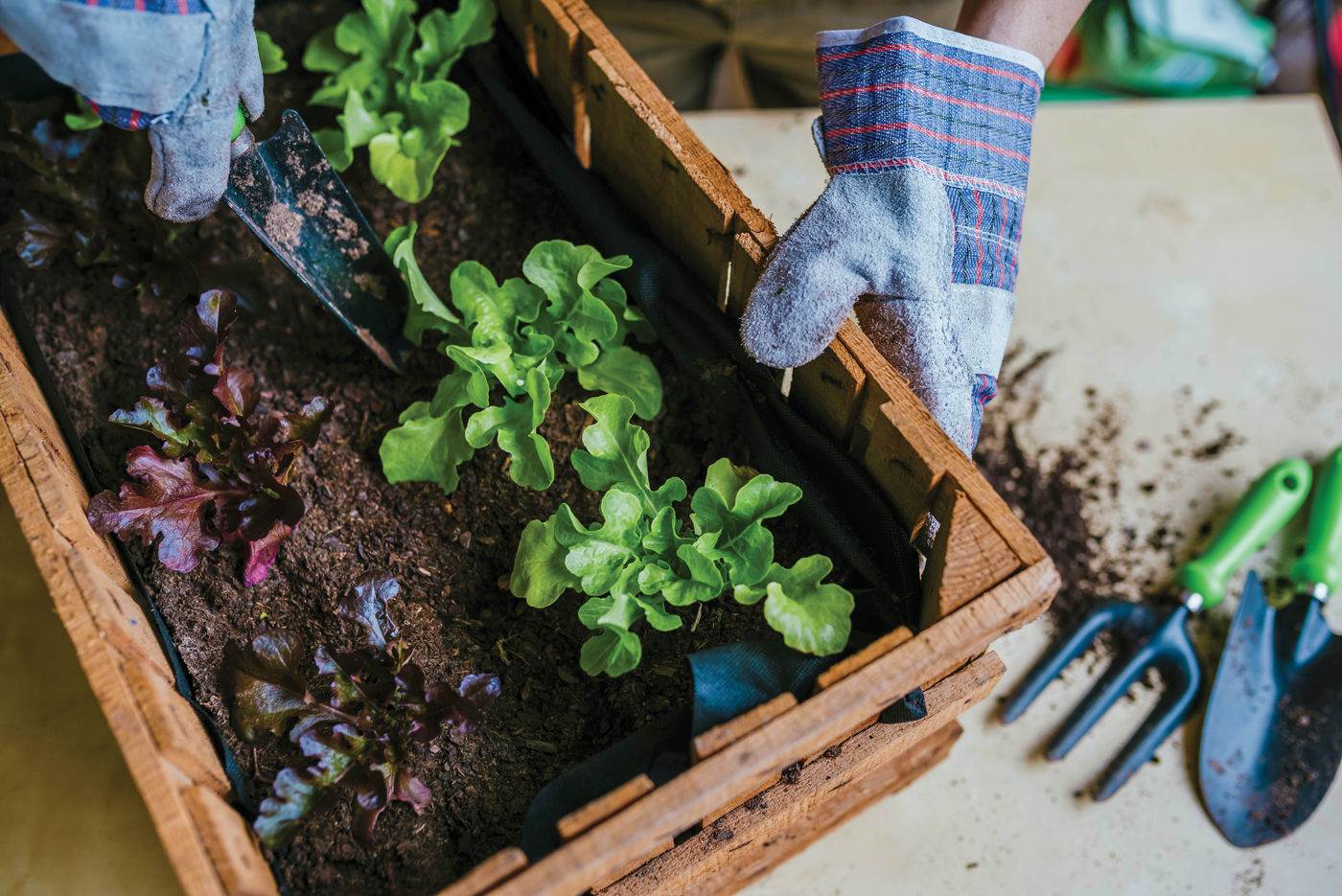 Grow Your Own Garden box